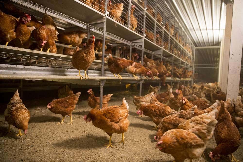 Содержание кур в домашнем хозяйстве